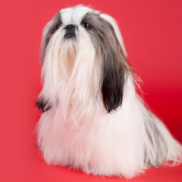 shih tzu